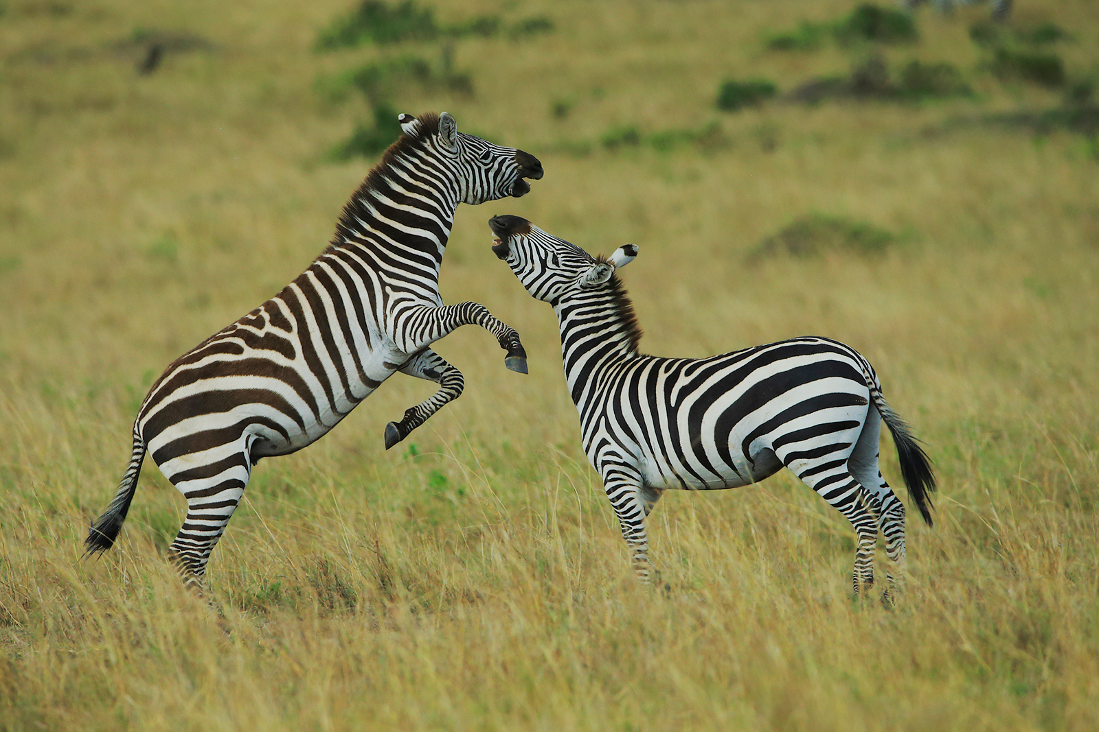 ZEBRA STALLION DISPUTE